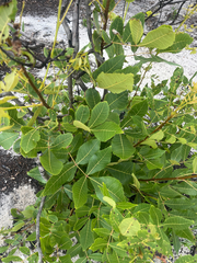 Carya floridana, photograph author not stated, no rights reserved