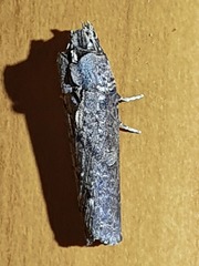 Ortholomia moluccana