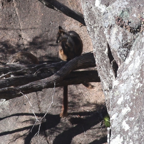 Brush-tailed Rock Wallaby