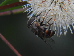 Copestylum macrocephalum