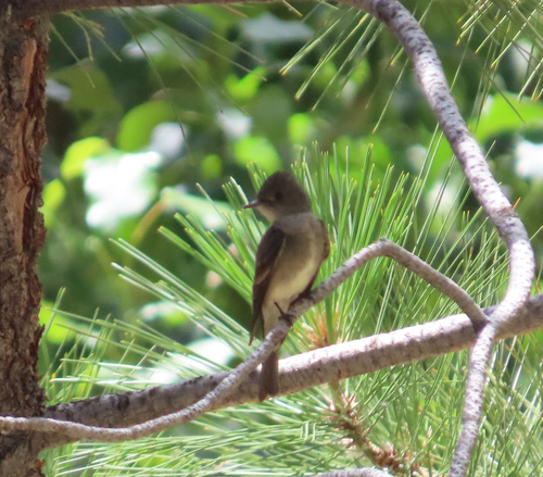 iNaturalist observation photo of Western Wood-Pewee