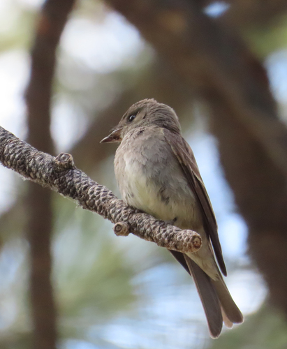 iNaturalist observation photo of Western Wood-Pewee