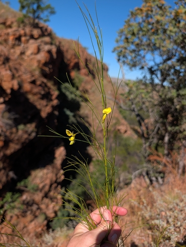 Templetonia hookeri observed 2026-07-11