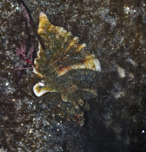 Pteropurpura trialata observed 2026-07-13