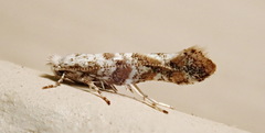 Cameraria hamadryadella