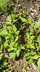 Geum vernum