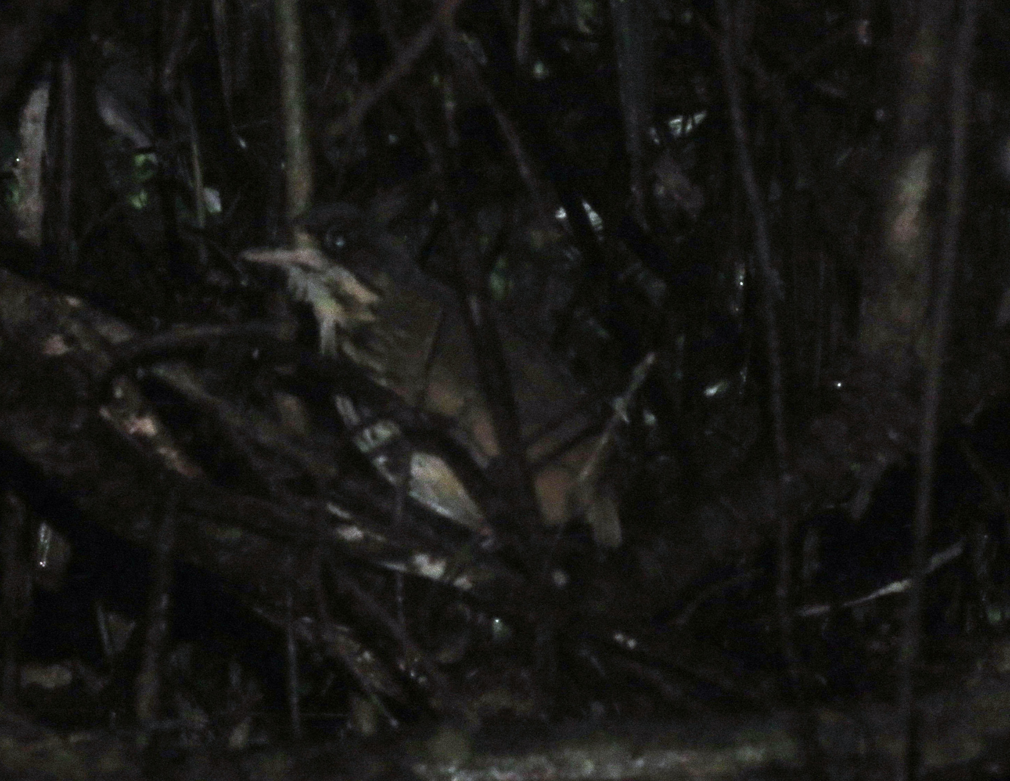Masked Antpitta (Hylopezus auricularis), photo 6