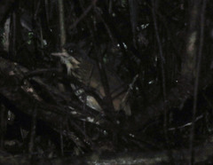 Hylopezus auricularis