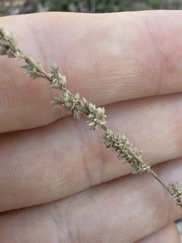 Eragrostis elongata observed 2026-07-14
