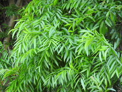 Thouinidium decandrum