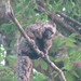 Gray's Bald-faced Saki - Photo (c) luizfernandofigueiredo, some rights reserved (CC BY-NC)