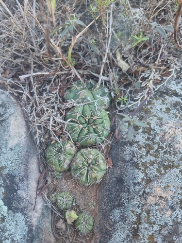 Gymnocalycium denudatum