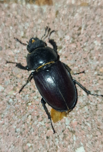 European Stag Beetle