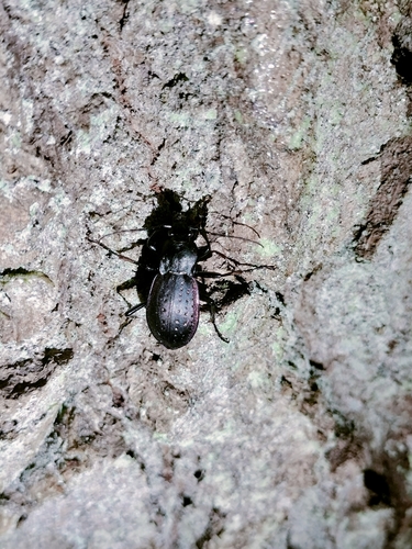 Carabus hortensis