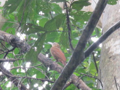 Xiphorhynchus guttatus