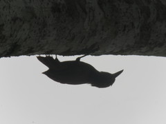 Xiphocolaptes promeropirhynchus