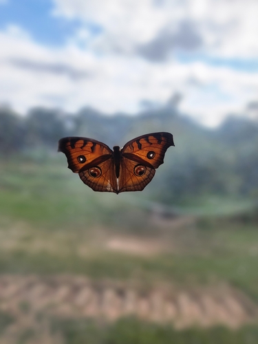Peacock Pansy
