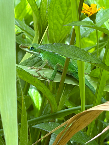 Anolis carolinensis observed 2026-07-14