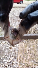 Idionycteris phyllotis