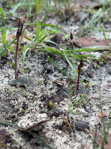 Mayfly orchid