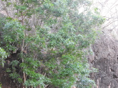 Thouinidium decandrum
