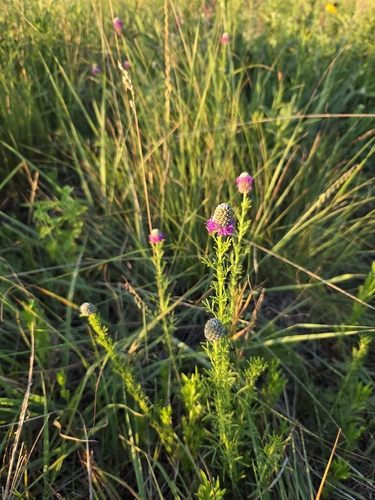 purple prairie clover