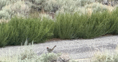 iNaturalist observation photo of Green-tailed Towhee