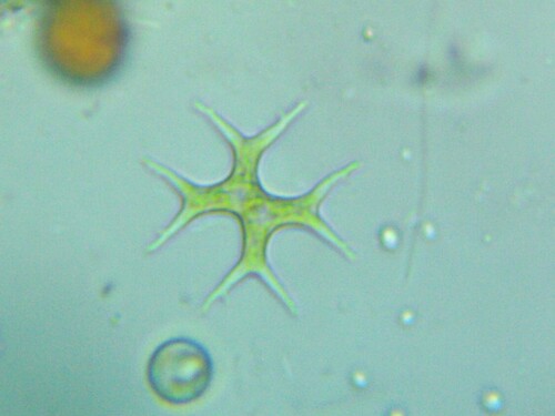 Tetraedron gracile