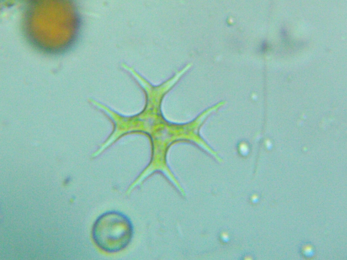 Tetraedron gracile