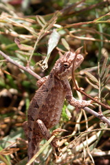Sitana