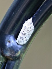 Flatoidinus punctatus