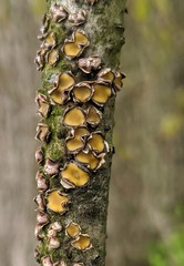 Coccomyces triangularis