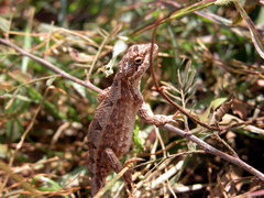 Sitana