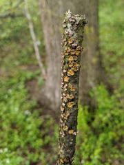 Coccomyces triangularis