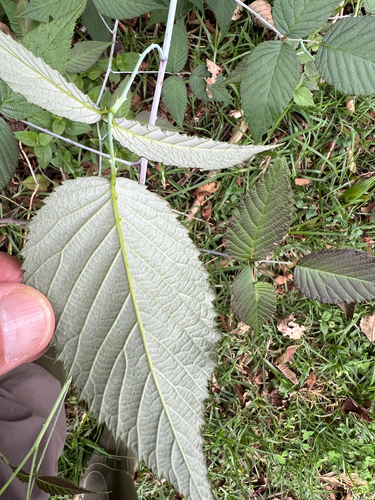 Rubus glaucus, photograph 2