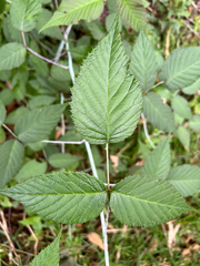 Rubus glaucus