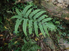 Arachniodes rhomboidea