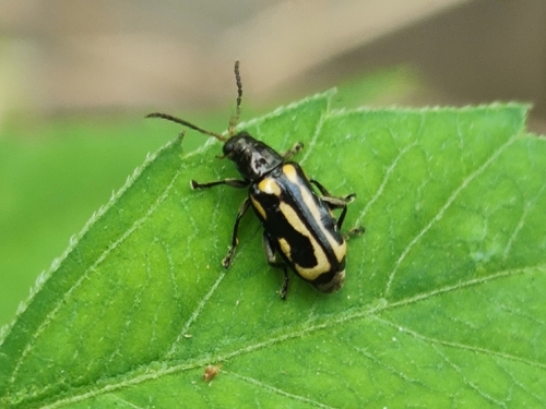 Alligatorweed Flea Beetle