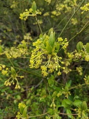 Sassafras albidum