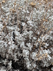 (c) Gabriela Cartes, some rights reserved (CC BY) Calceolaria polifolia, photograph (c) Gabriela Cartes, some rights reserved (CC BY)