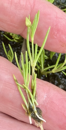 Spergularia canadensis, 2026-07-14