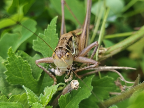 Gampsocleis gratiosa