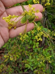 Sassafras albidum