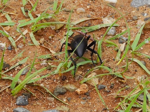 Eleodes spinipes