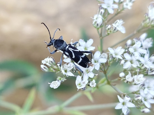 Chlorophorus tsitoensis
