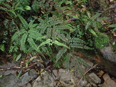 Arachniodes rhomboidea