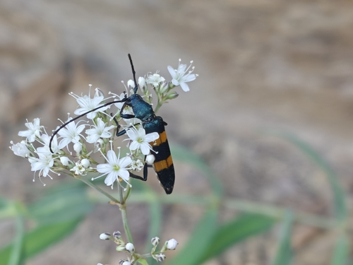 Polyzonus fasciatus