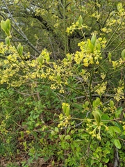 Sassafras albidum