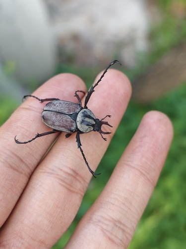 Adam's Stag-horned Beetle