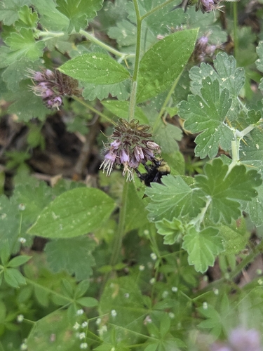 iNaturalist observation photo of Bumble Bees